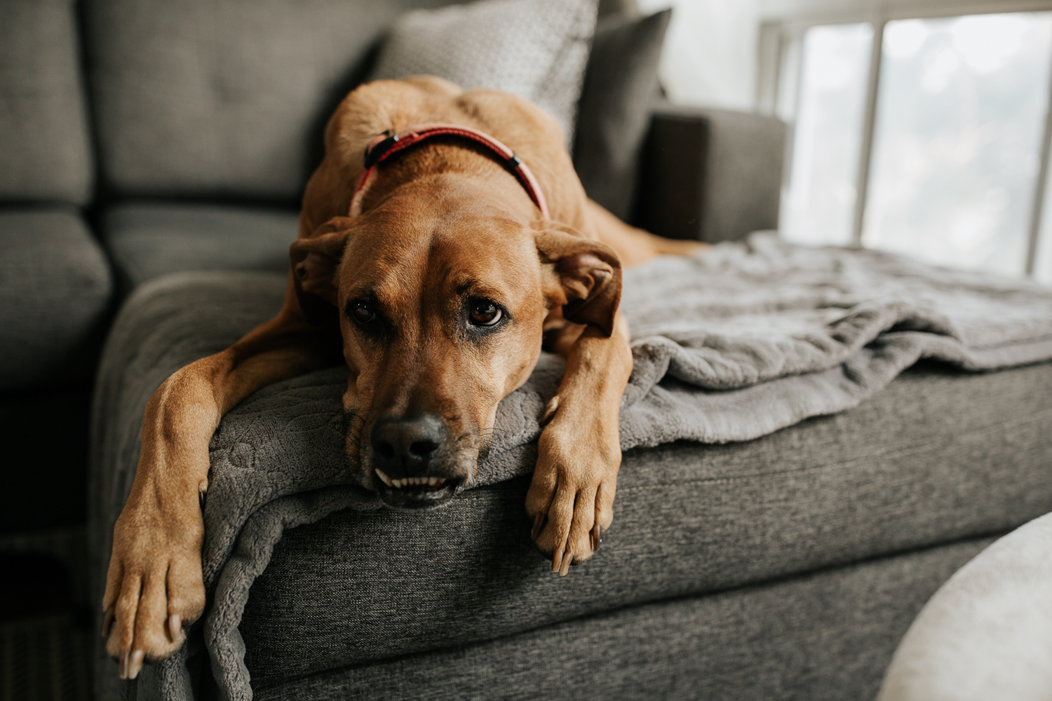 brown dog lying on dark grey living room couch - Stouffville Lifestyle Photography