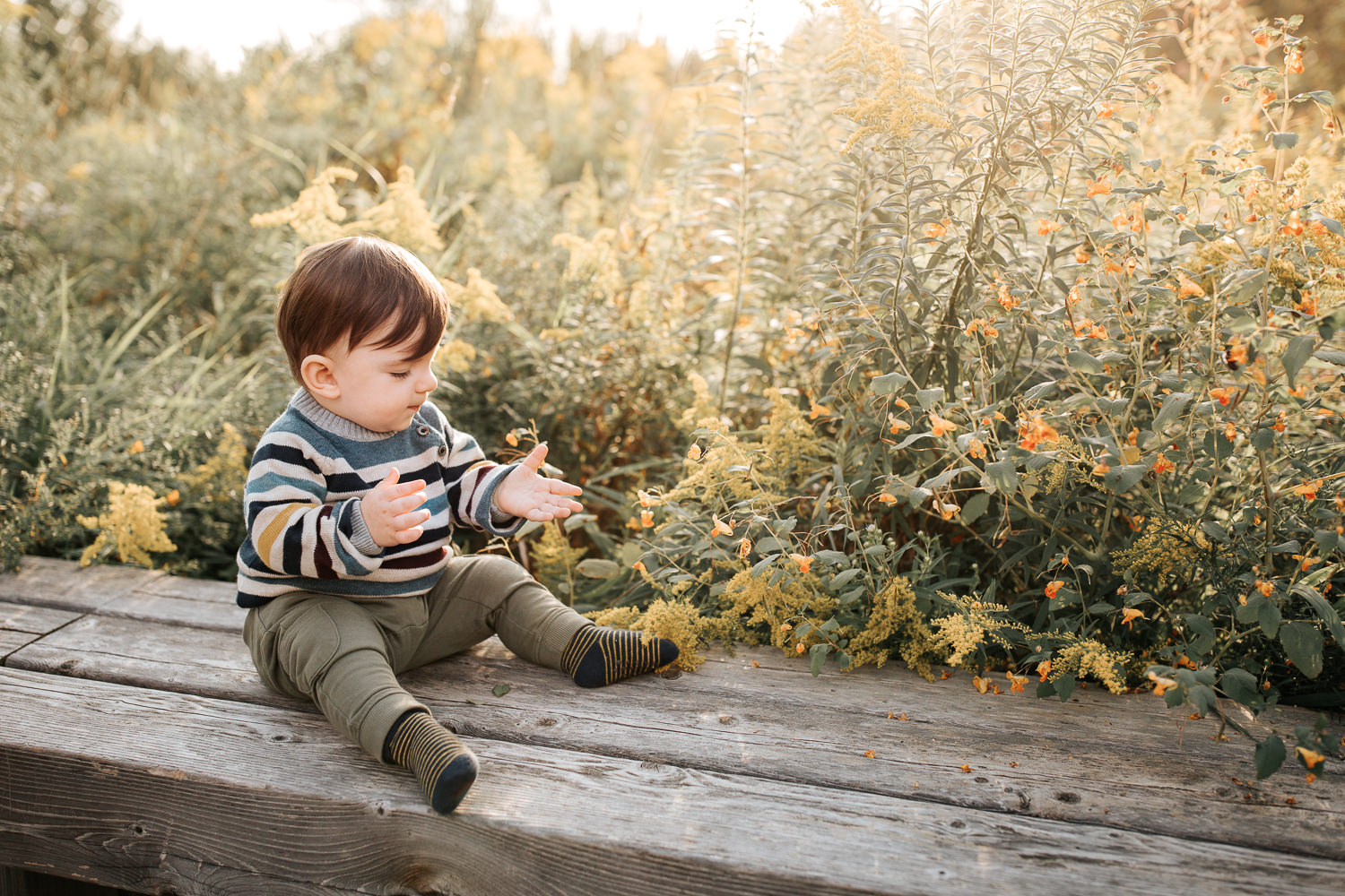 1 year old baby boy with brown hair wearing striped sweater sitting on wooden bench in front of yellow flowers, hands outstretched, setting sun behind him - Newmarket Golden Hour Photography