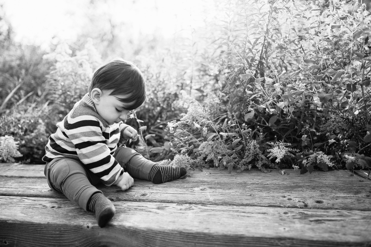 1 year old baby boy with brown hair wearing striped sweater sitting on wooden bench in front of flowers, looking down reaching for bench, setting sun behind him - Markham Golden Hour Photography