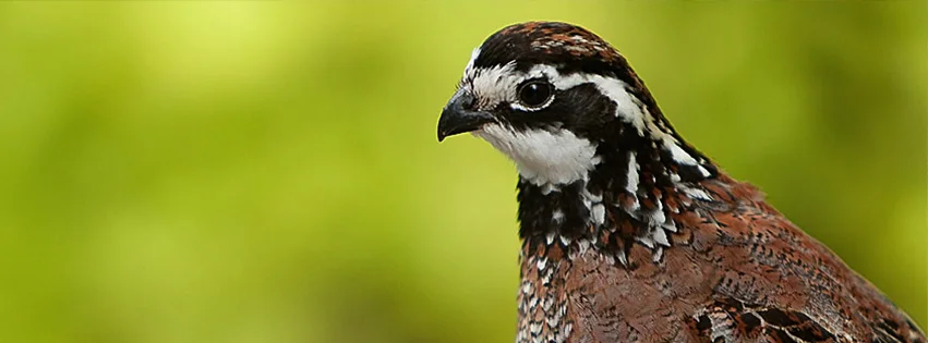 QF_Bobwhite4.jpg