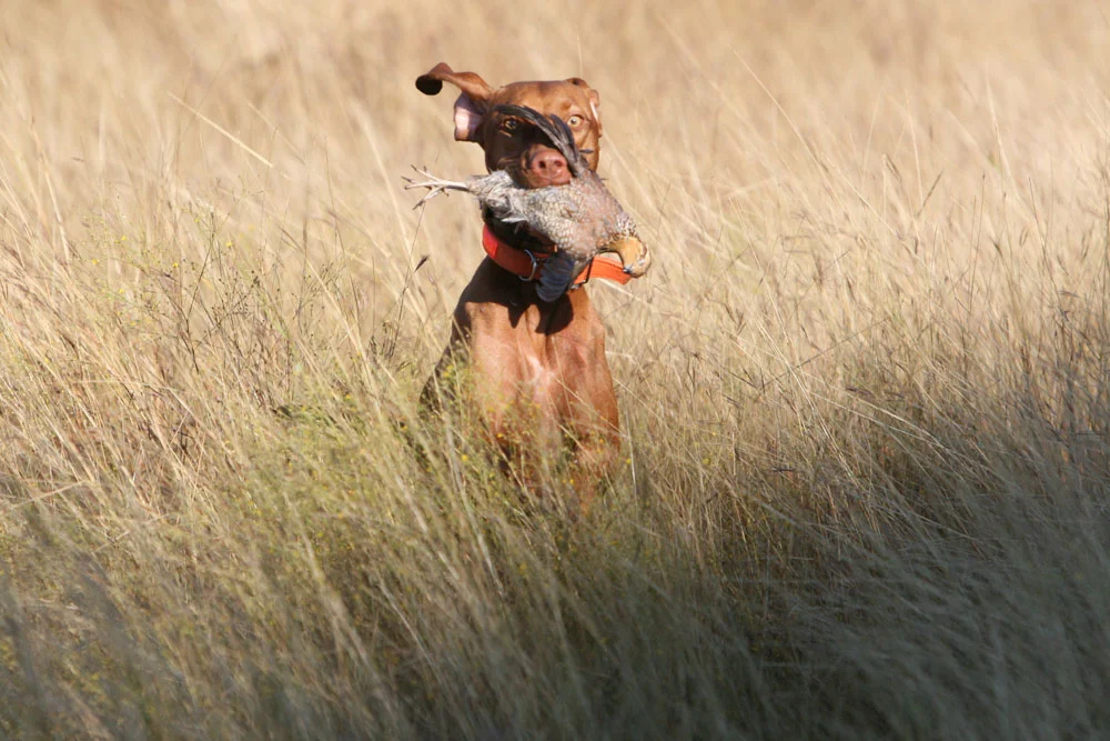 Maggie Stover Retrieving.jpg