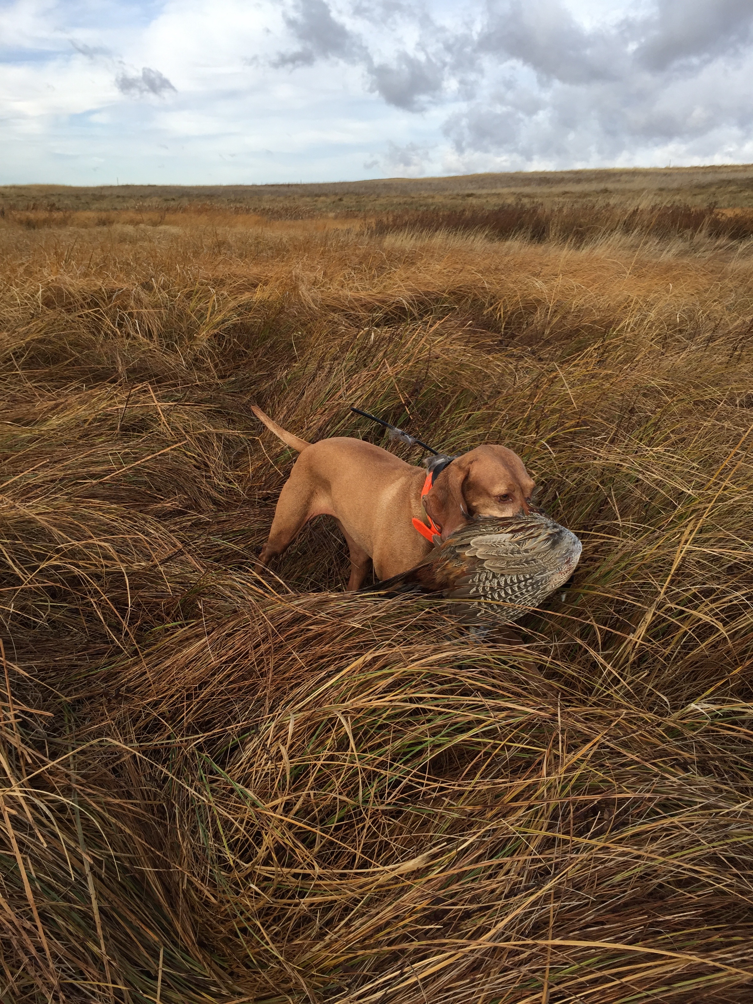 Maggie in North Dakota