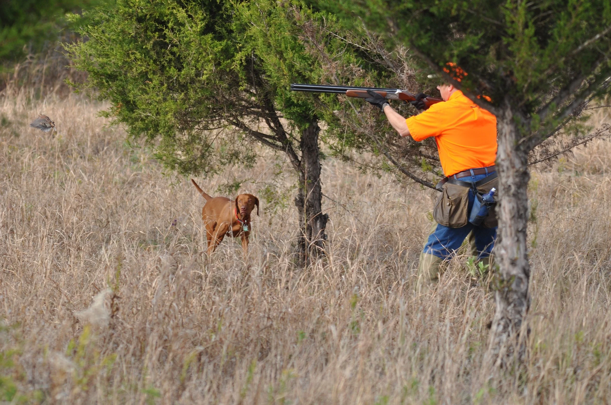 Dog Manners & Bird Hunting Etiquette