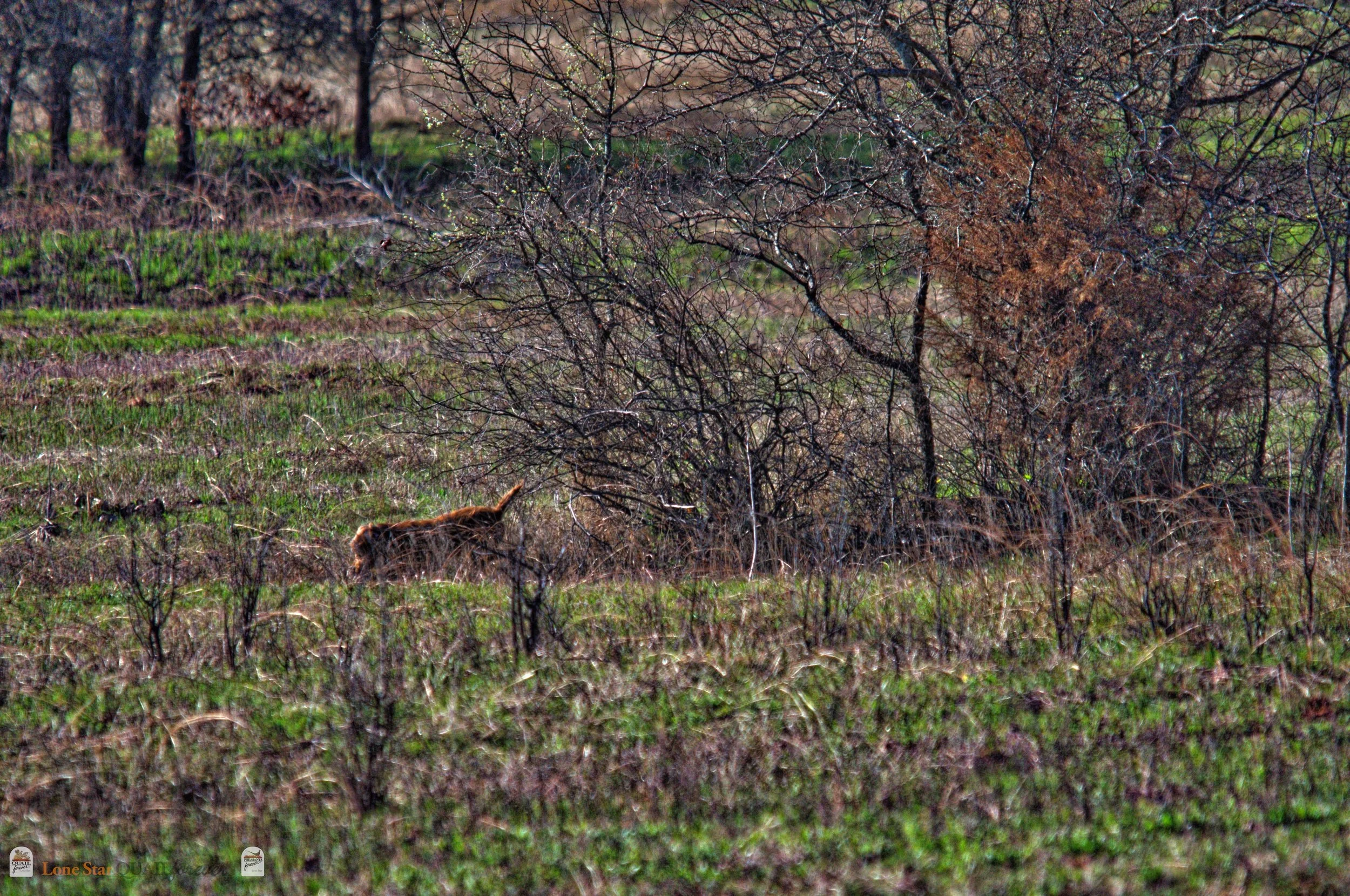 DSC_0716_V.jpg