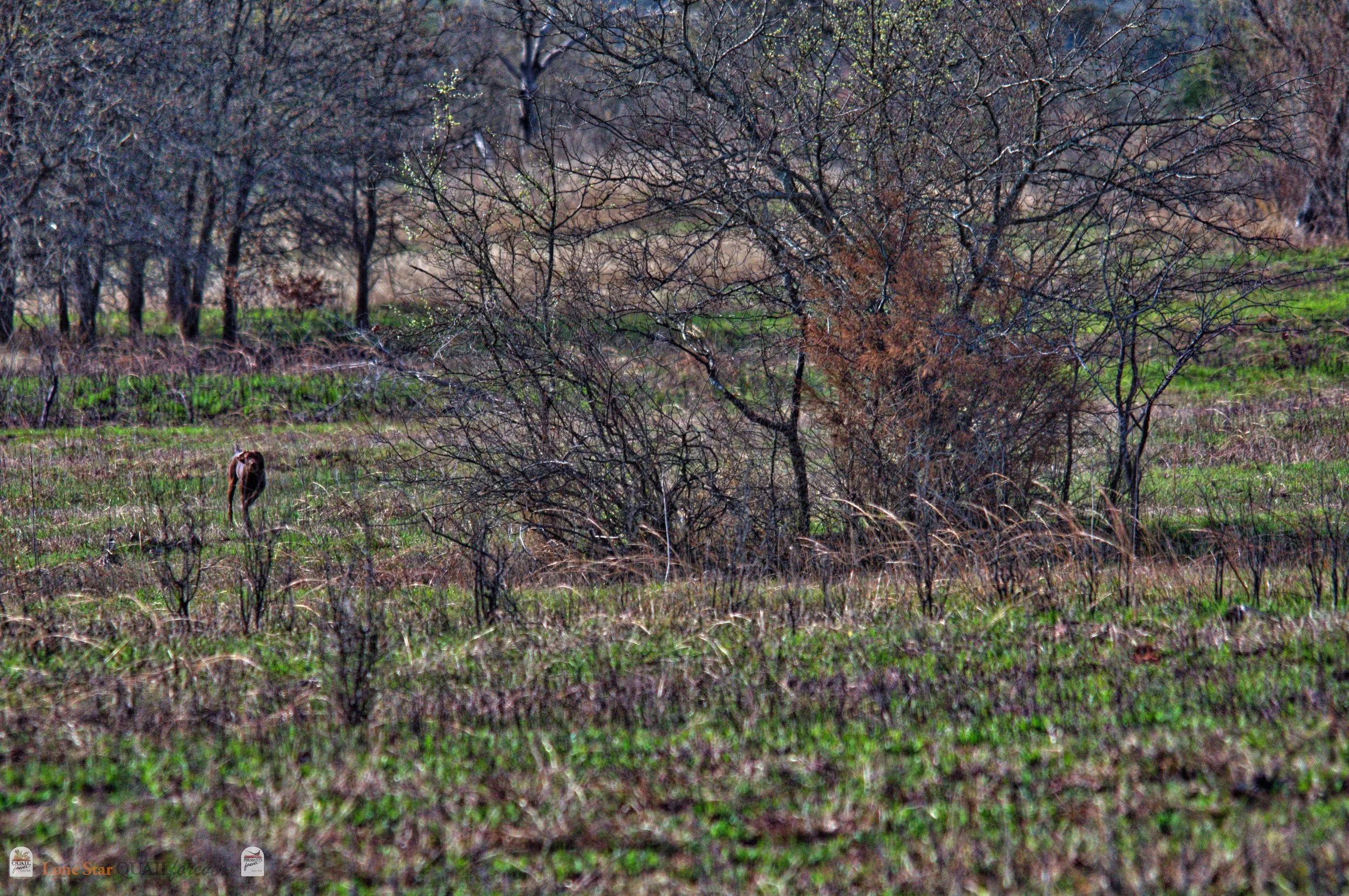 DSC_0742_V.jpg