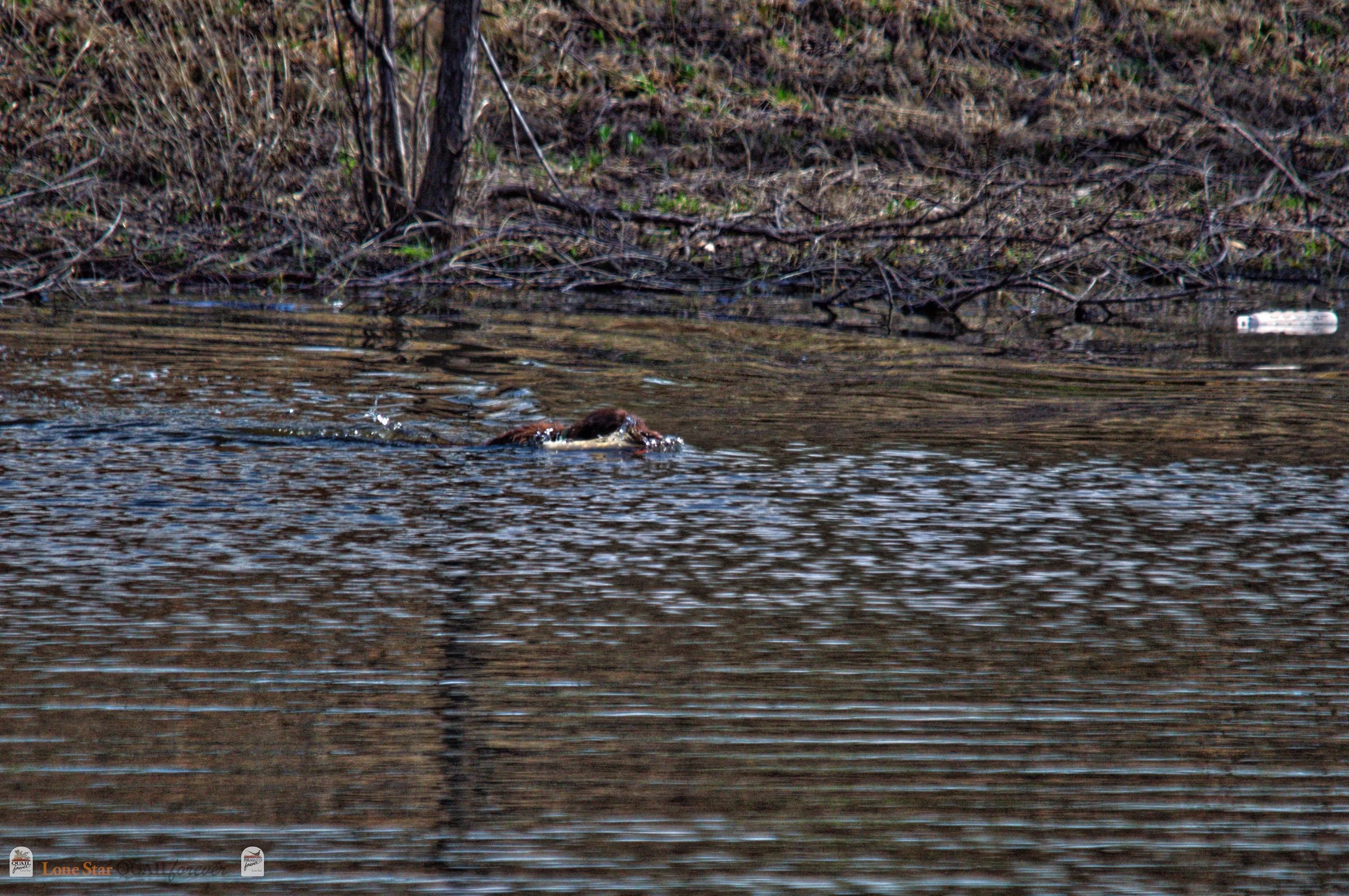 DSC_0886_V.jpg