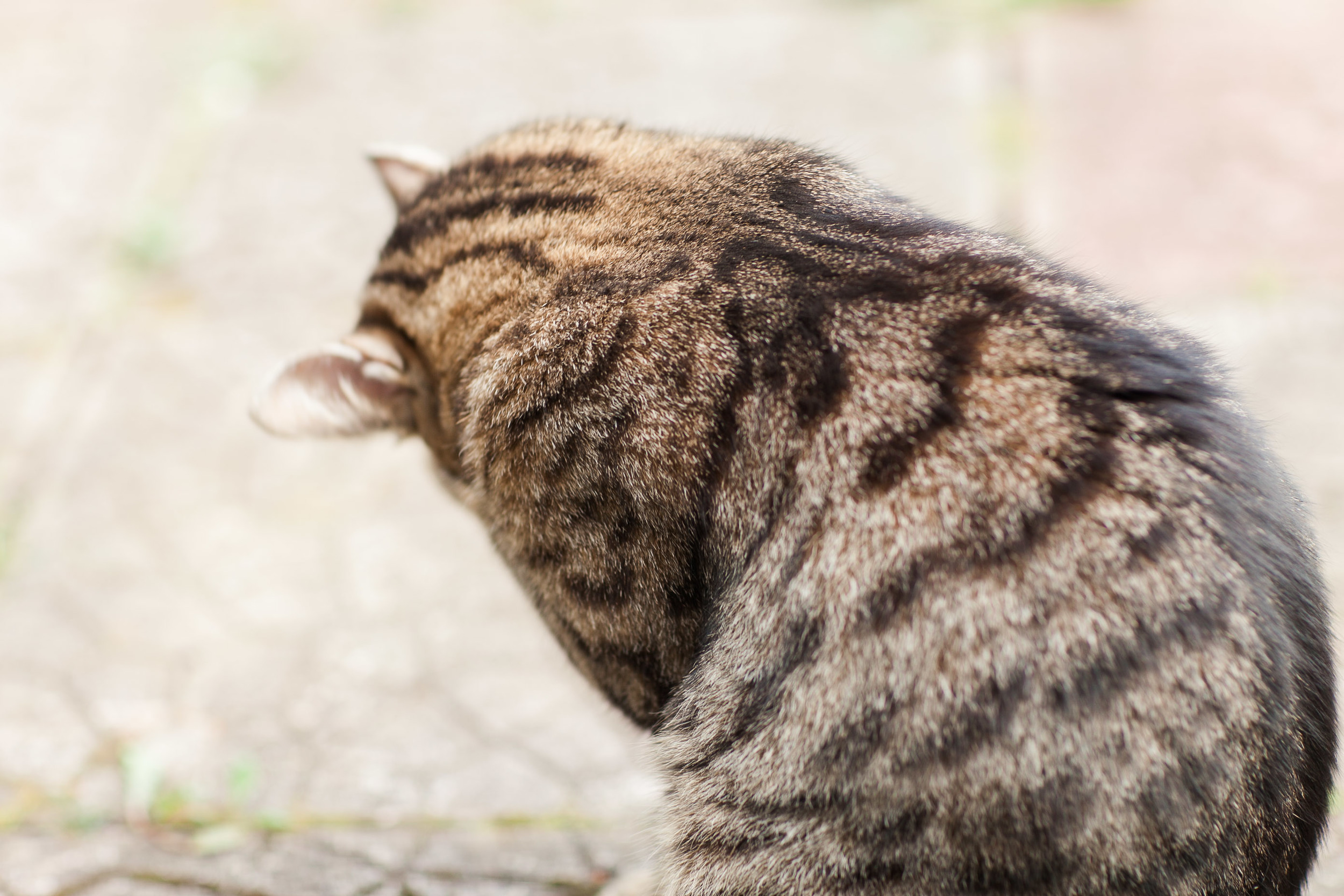 Tabbie Cat