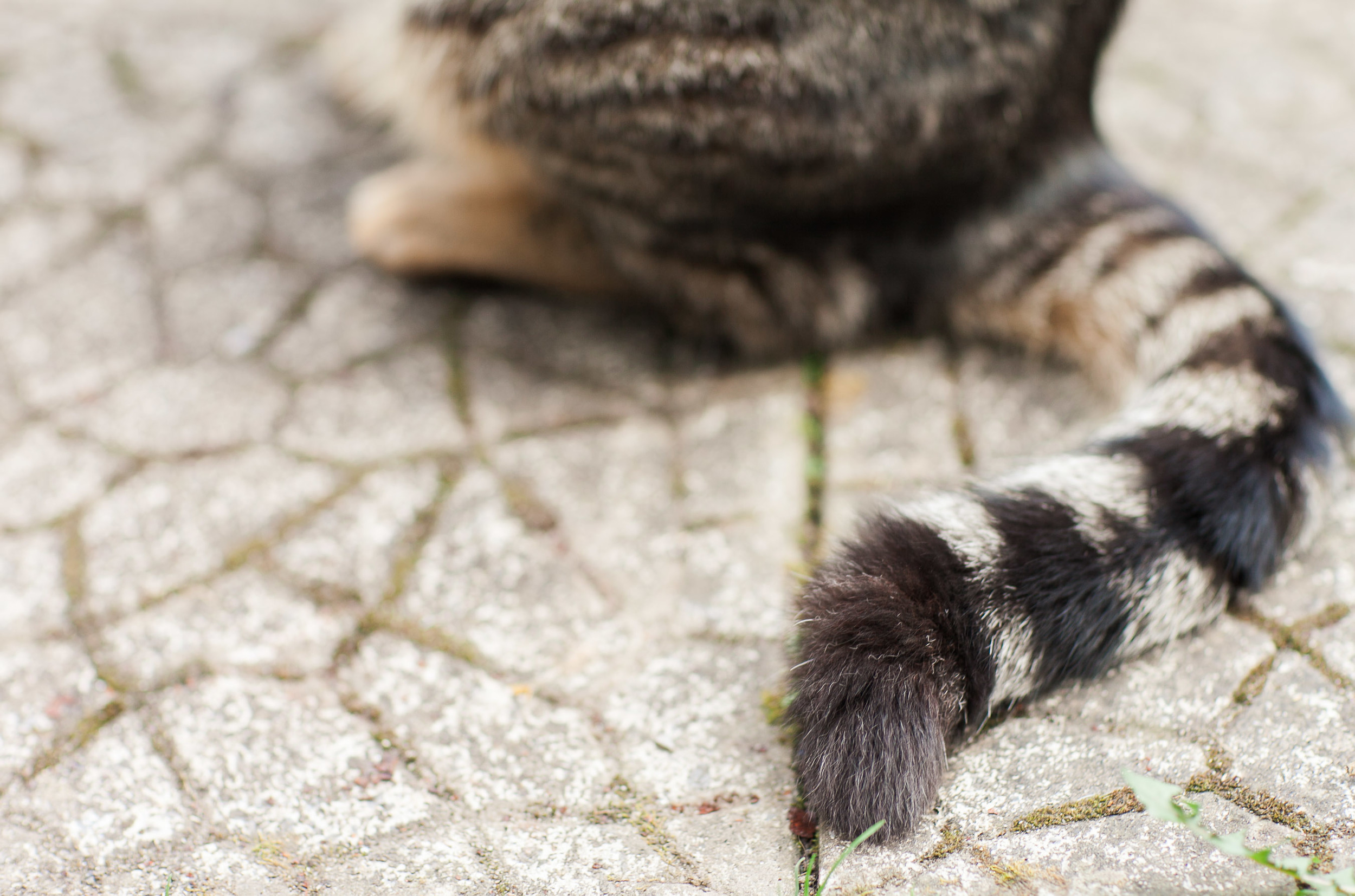 Tabbie Cat