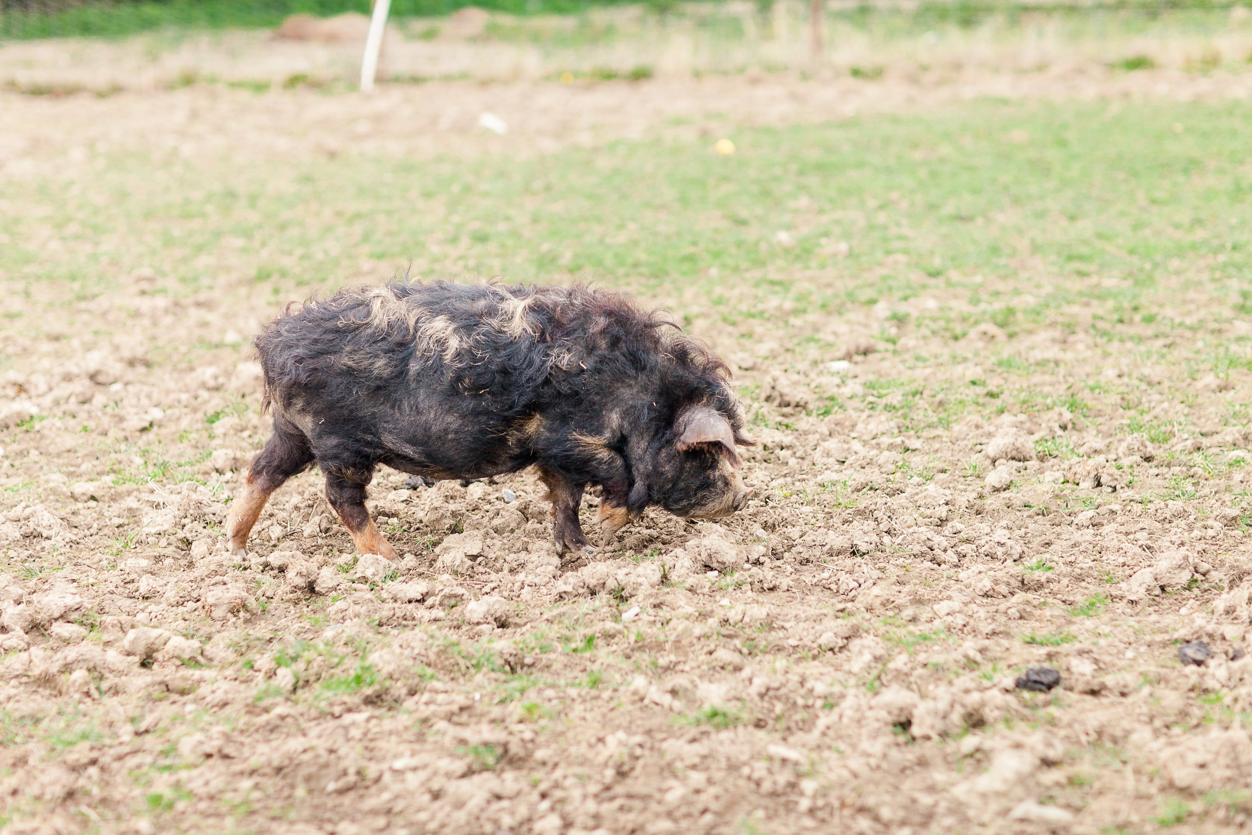 Animal Farm-0001.jpg