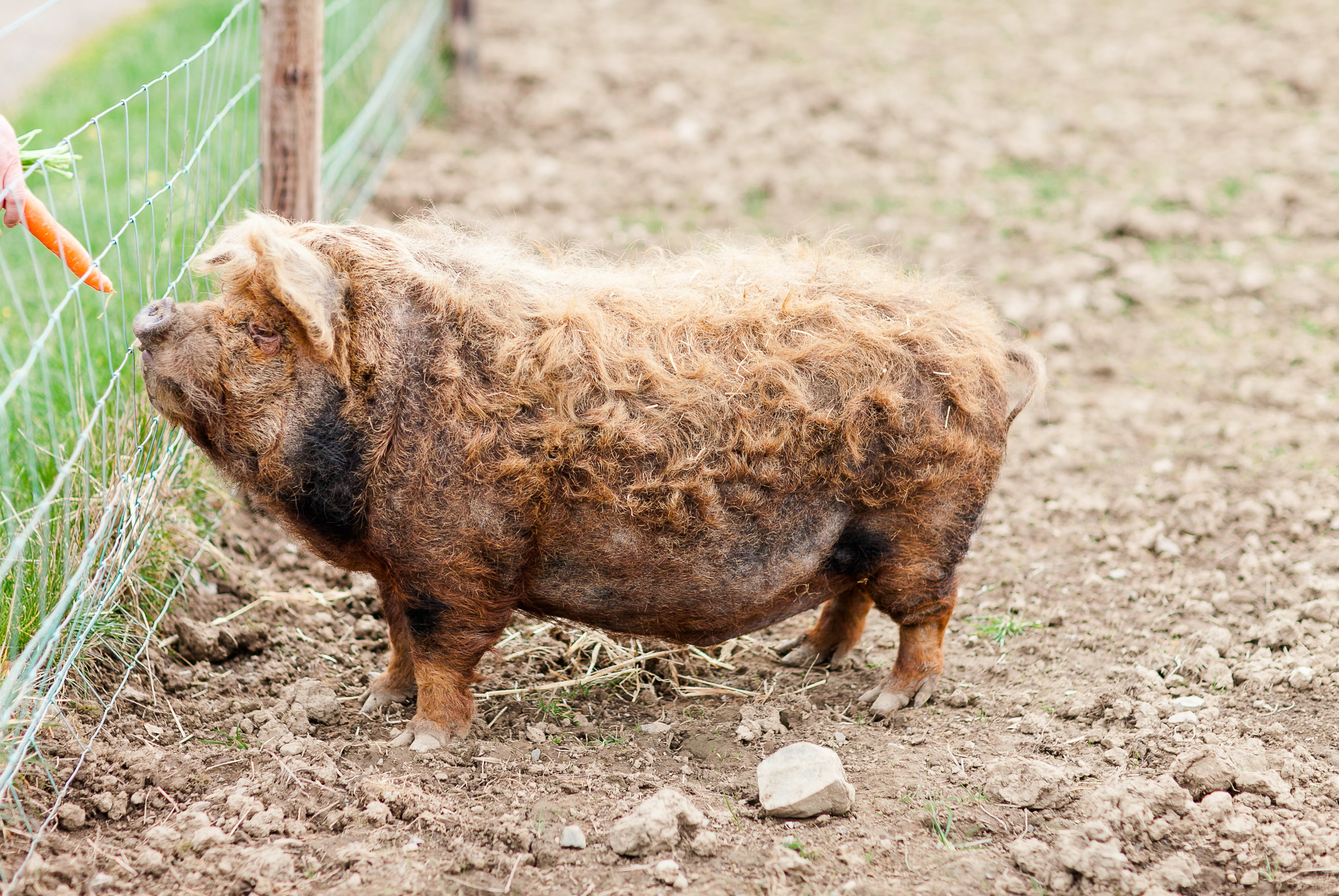 Animal Farm-0005.jpg