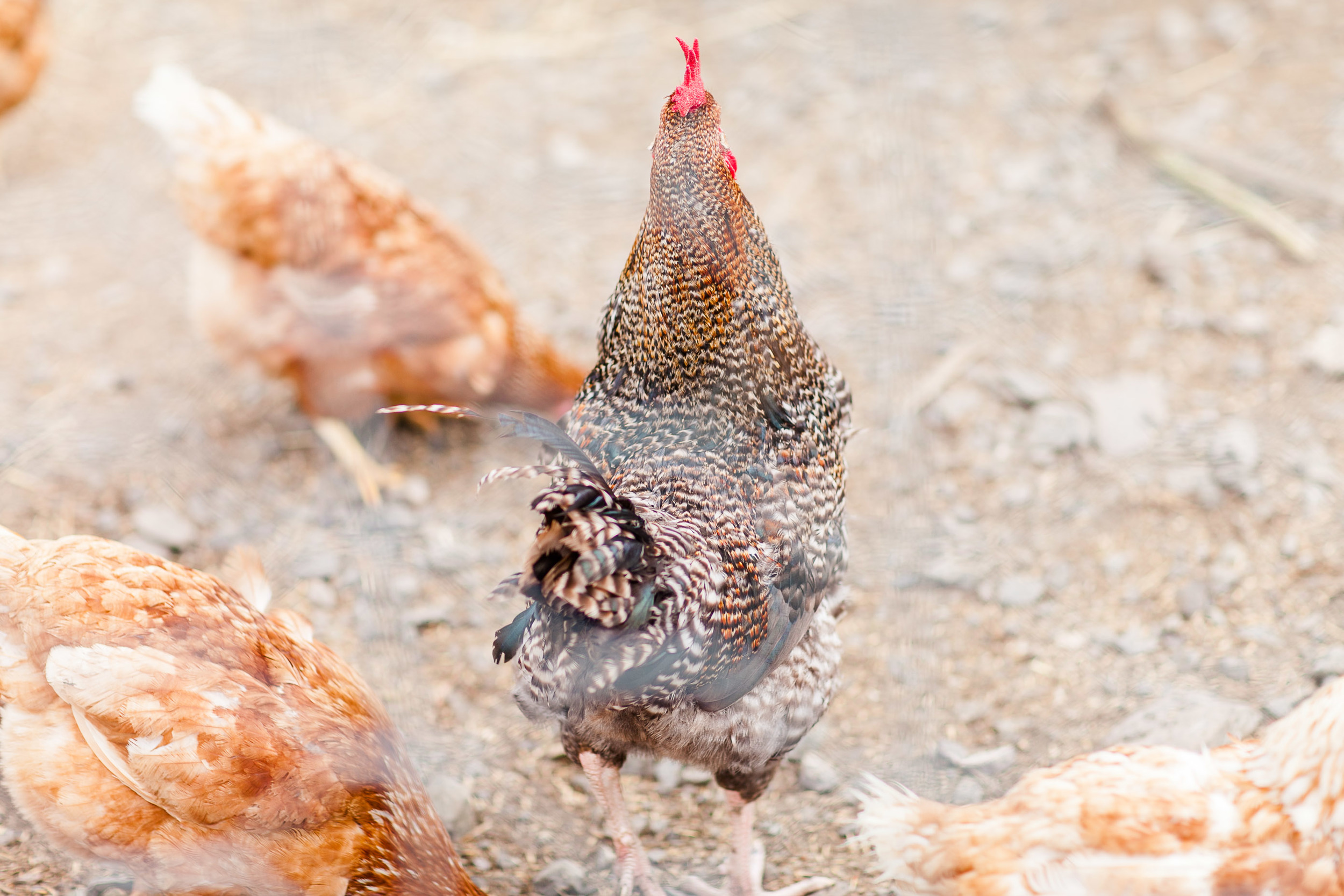 Animal Farm-0006.jpg
