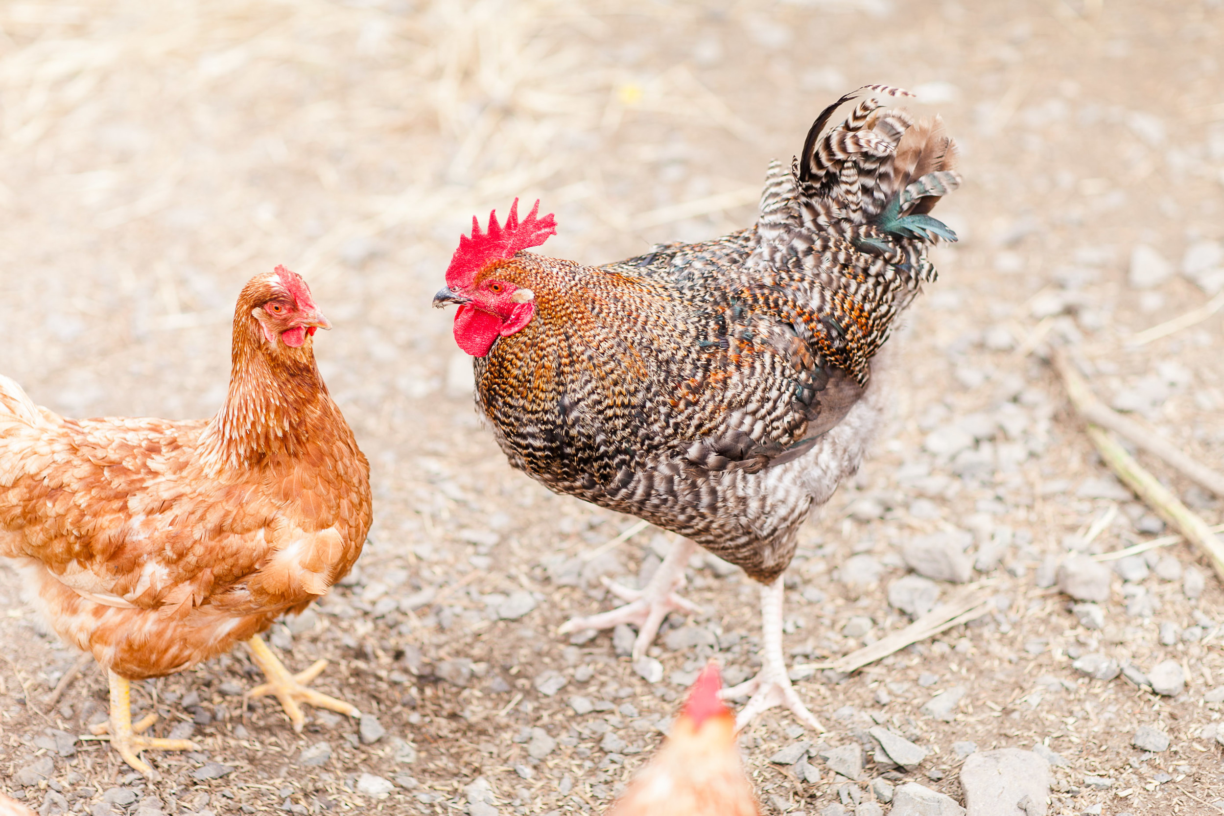 Animal Farm-0008.jpg