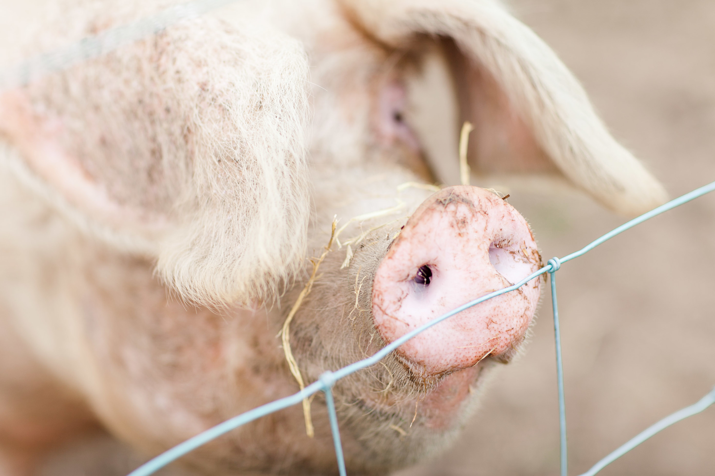 Animal Farm-0018.jpg