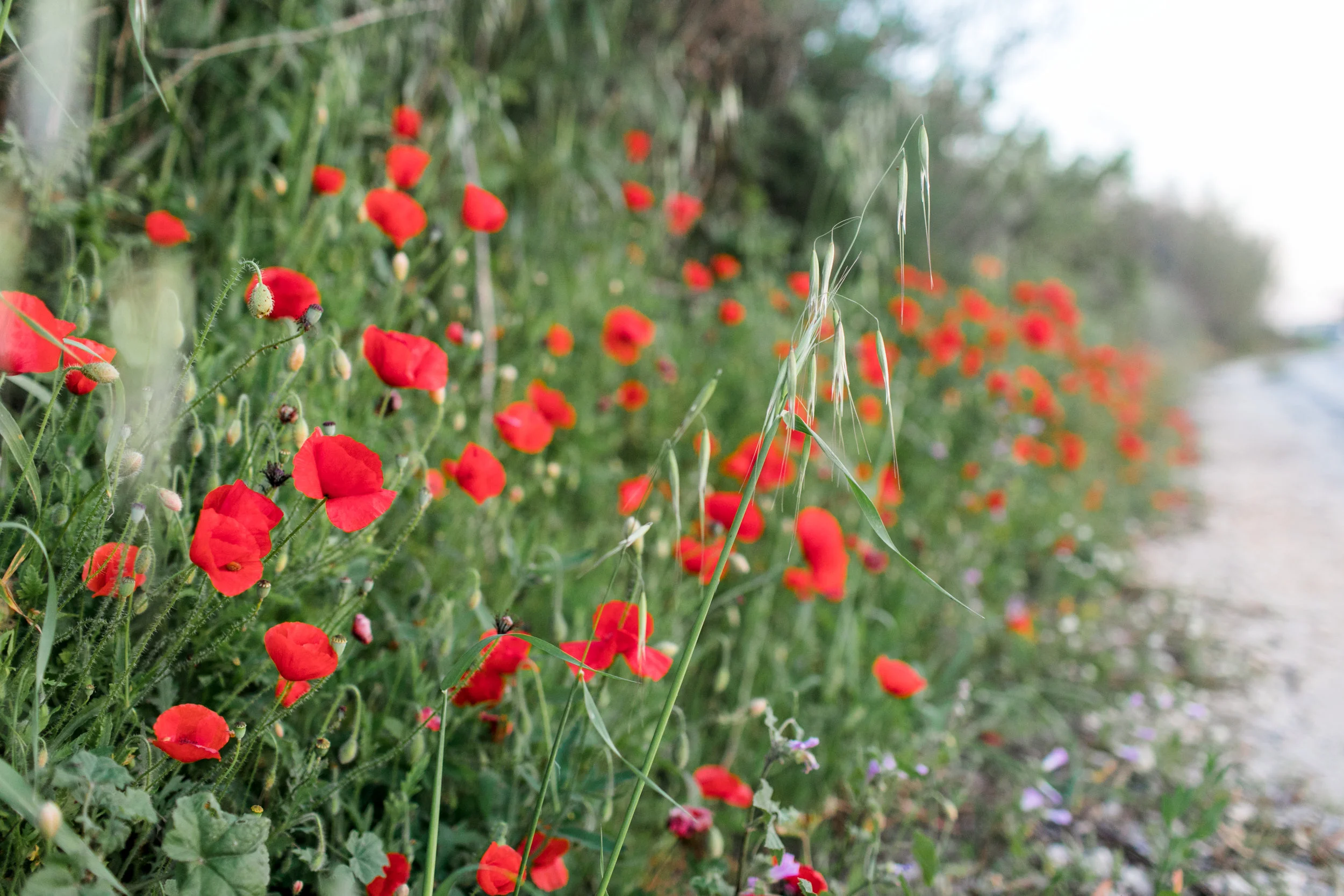 Amarilis selection-0093.jpg