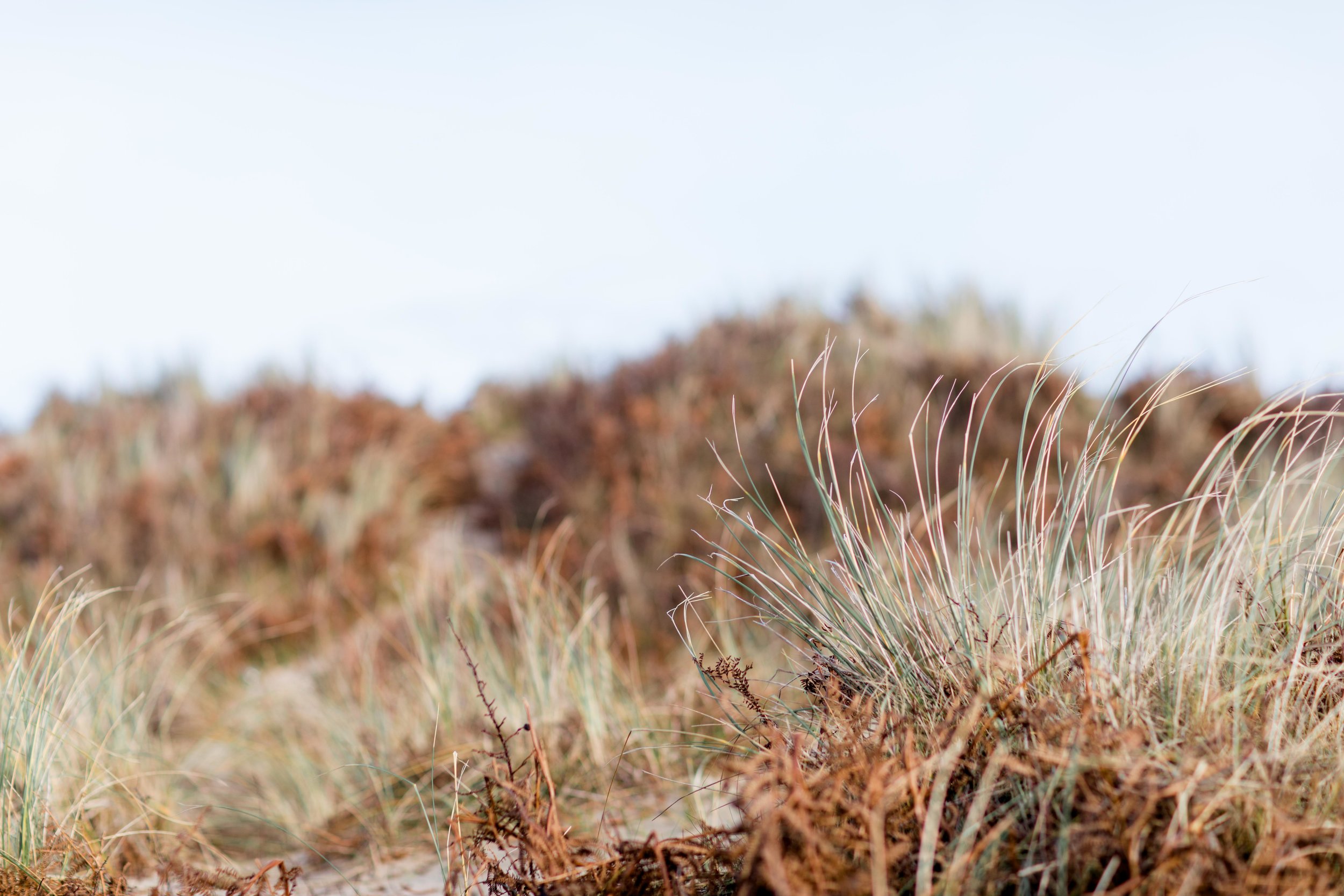 dry grass on the side of the beach at brittas bay in ireland