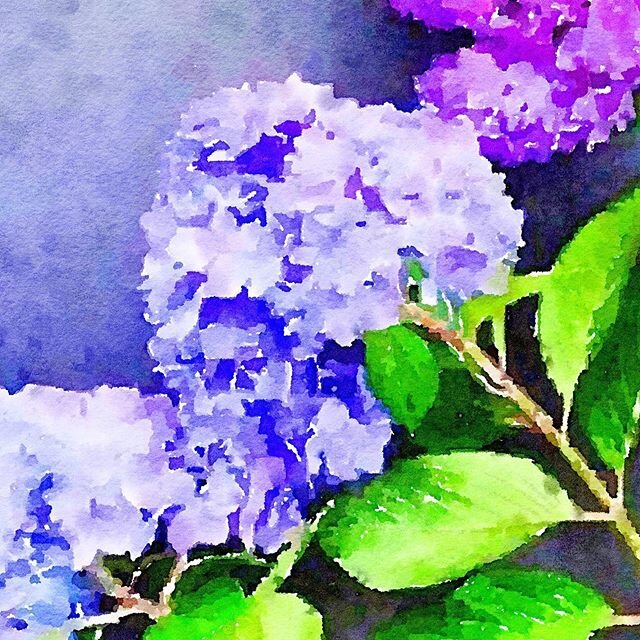 Stuck at home with the blues? How about the pinky purples?!! New watercolor piece will be available soon @blutfulbox
&bull;
&bull;
&bull; &bull;
&bull;
#Nantucket #ignewengland #coastalliving #capecodlife #weddingflowers  #beautifulgardens #hydrangea