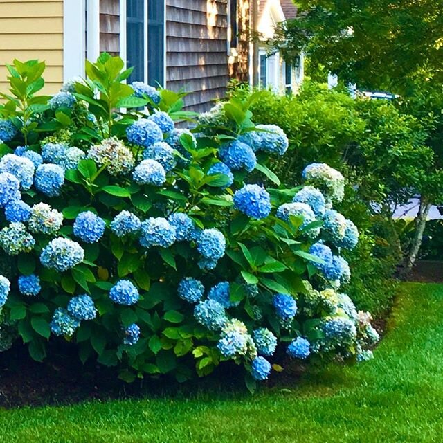 Favorite place! Have a @Blutful (almost website launch) day!
💙 &bull;
&bull;
&bull;
&bull;
&bull;
#marthasvineyard #edgartown #hydrangeas #picketfence #summer #cottagestyle #garden #houseandgarden #gardeninspo #classicdesign #cottagecharm #myblueand