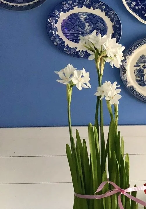 The Paperwhite Garden
