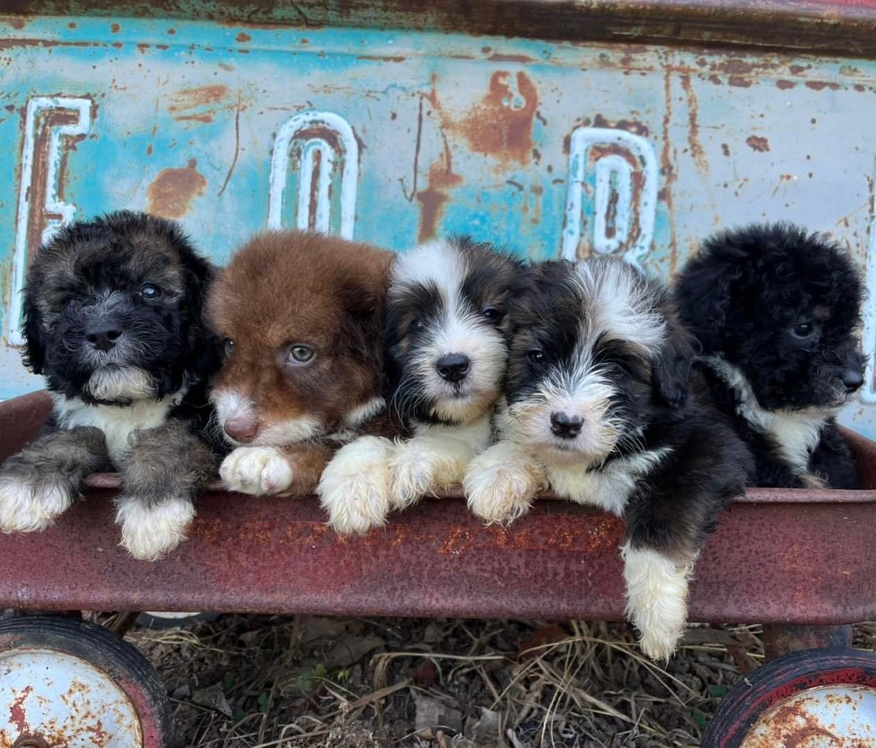 One of these cuties is about to join our family later this week!

I just couldn&rsquo;t resist. 🤣

#puppylove #bernedoodle #doodle #imintrouble #ineedadrink