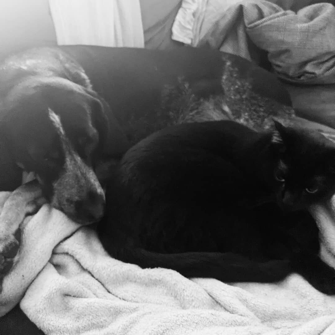 #Catdog