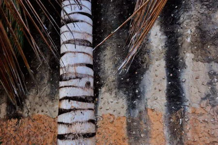 Stonetown Palm