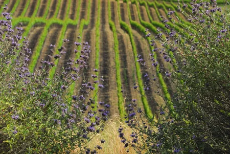 ak-napa-blue-green-2.jpg