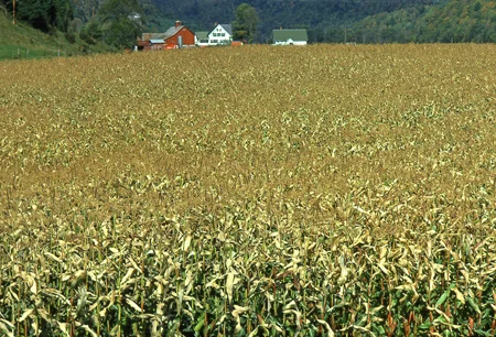 kk_vermont-corn.jpg