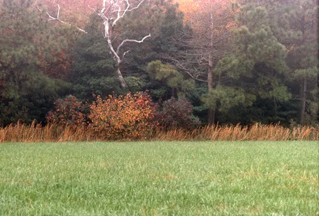 ll_white-tree.jpg