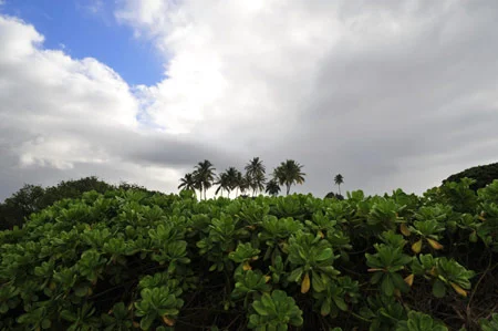 bm_pakala-palms.jpg