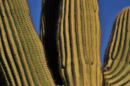 cb_cacti.jpg