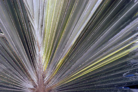 Palm fan
