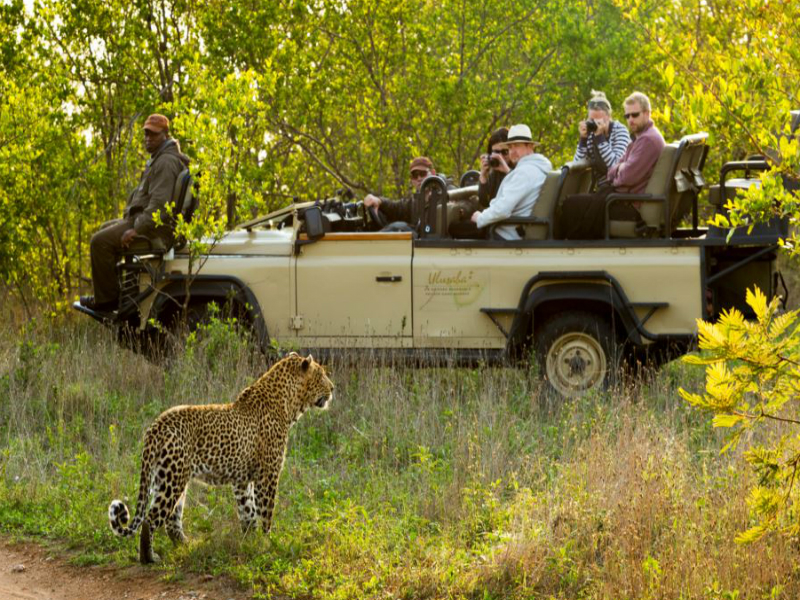 Eco-friendly Wildlife Safari