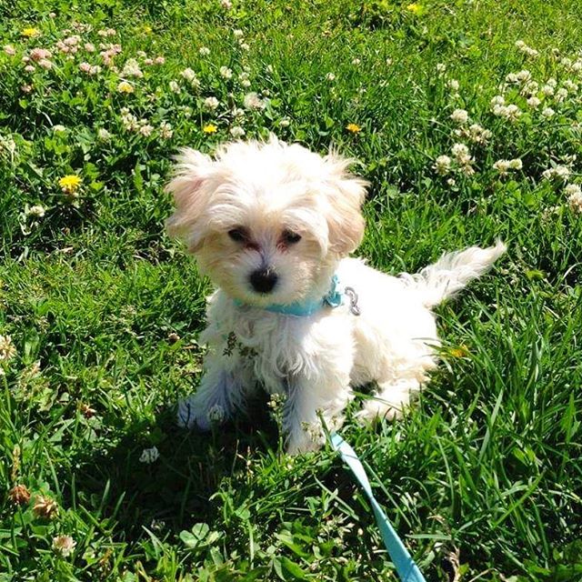 Happy 4th Birthday to my little Charli ❤️🐩🎉 #maltipoo #Birthday #dogsofinstgram