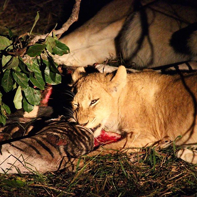 Sophisticated Dining at its best.. except for the zebra! #ulusaba #wildlife #travel #nature #sabisands #krugernationalpark #lion #zebra #kill #gamedrive #richardbranson