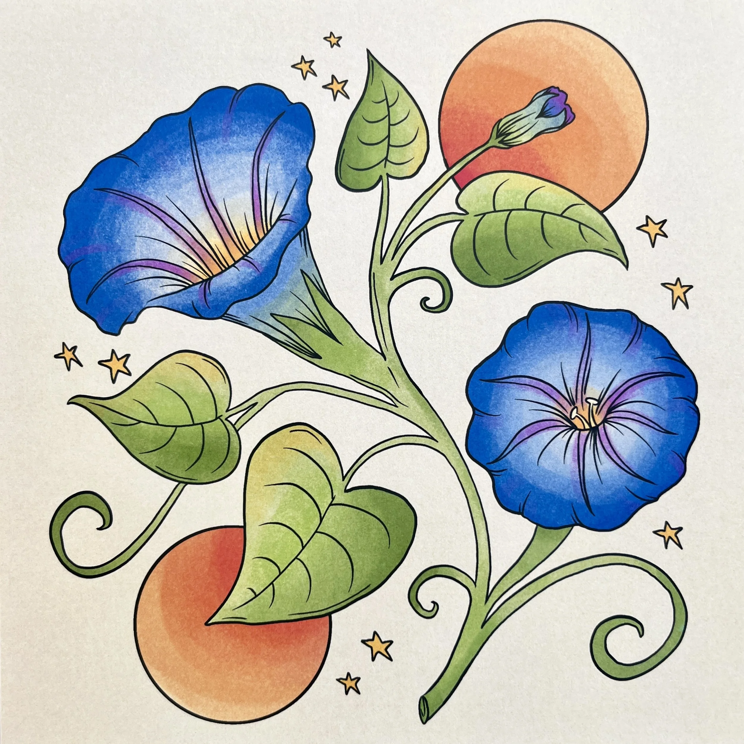 an art print of an illustration of a morning glory flower