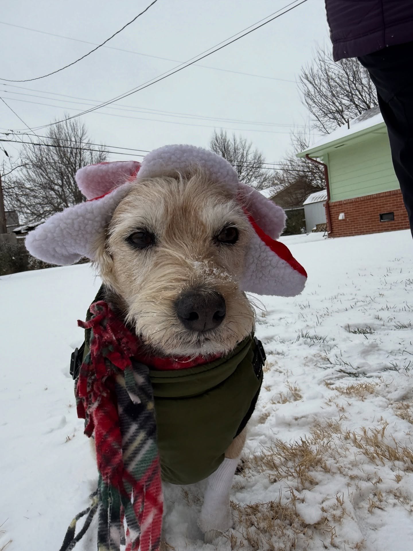 Oliver says we are closed today, y&rsquo;all 🙃 So, stay safe and warm at home because we will be doing the same!

We will probably be closed tomorrow too but stay tuned for that announcement. If so, we will see you on Monday!