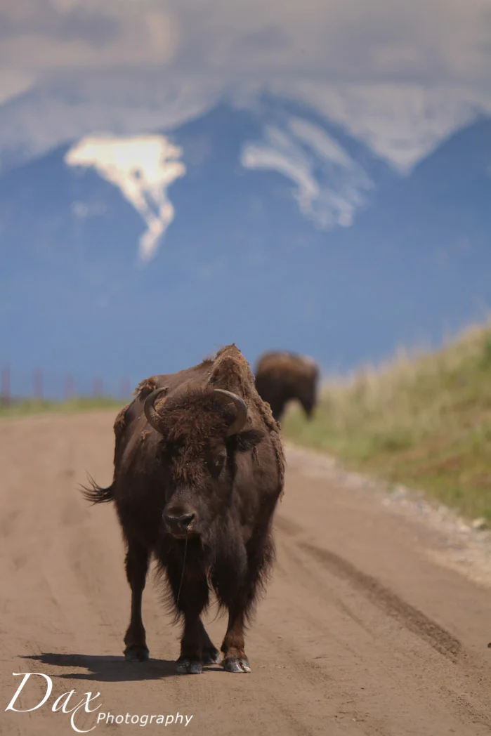 Montana Bison Range Wildlife Spring 2012