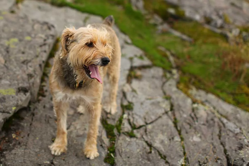 Pets playing in Montana-2338.jpg