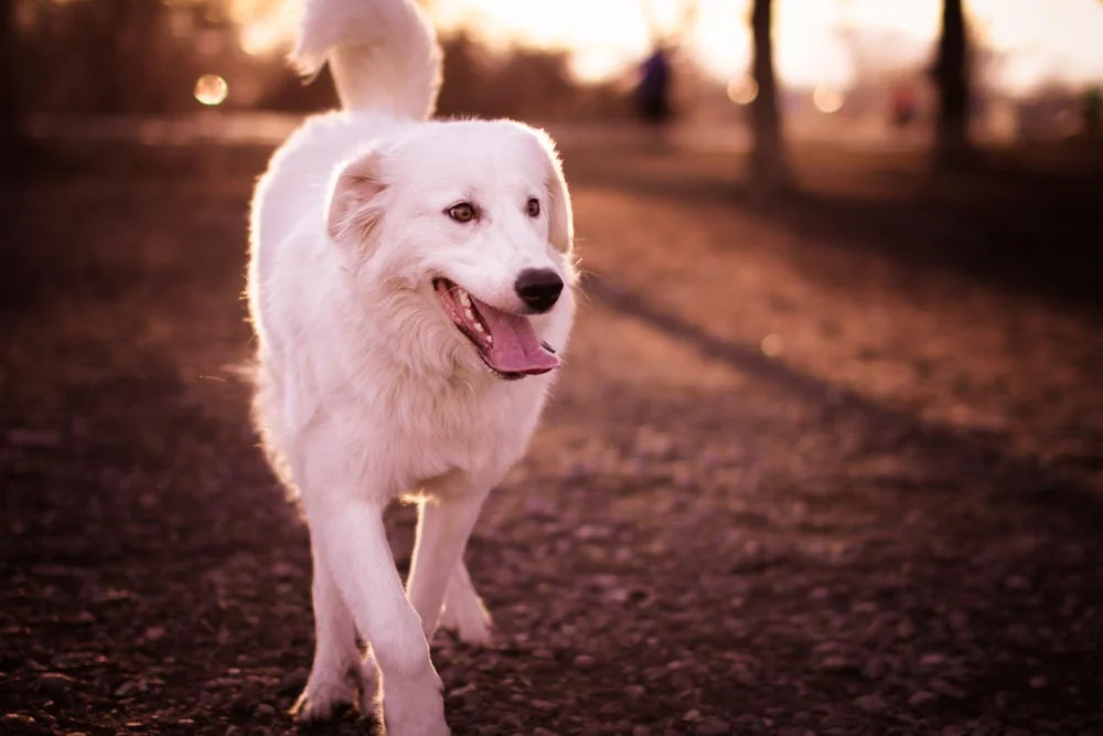 Pets playing in Montana-2502.jpg