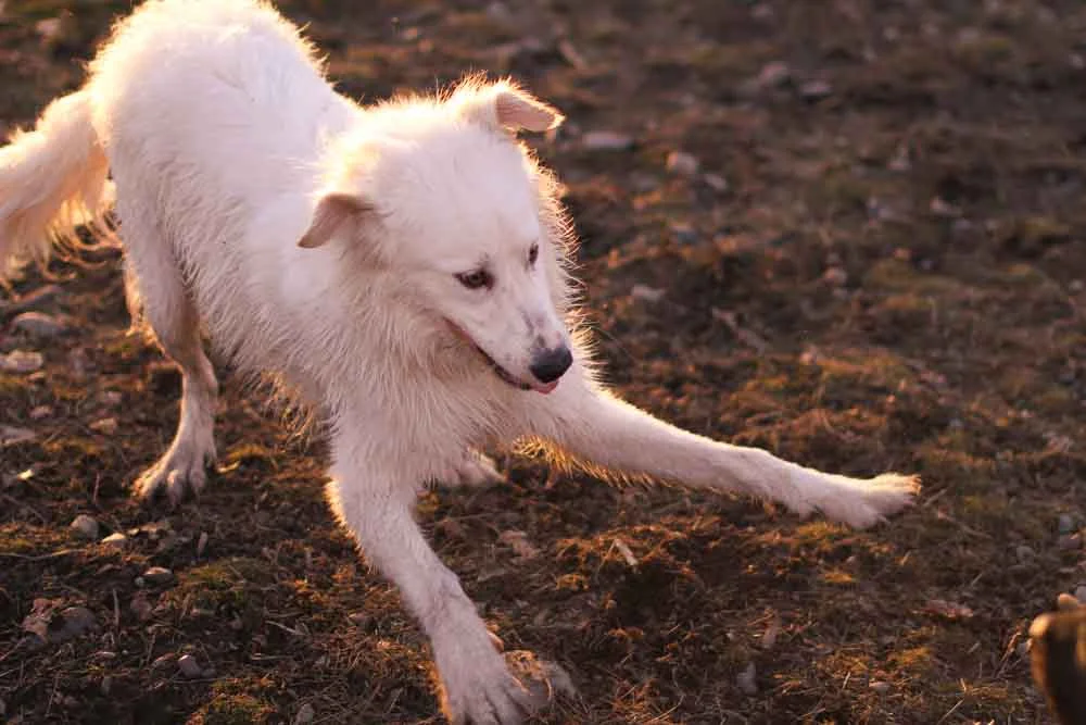 Pets playing in Montana-2698.jpg