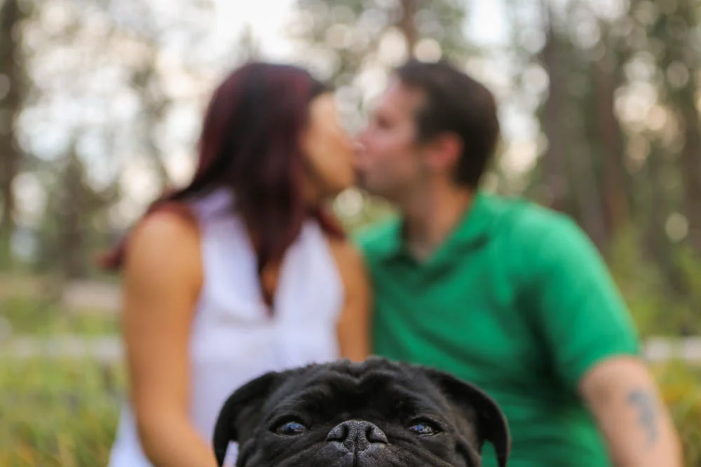 Pets playing in Montana-3335.jpg