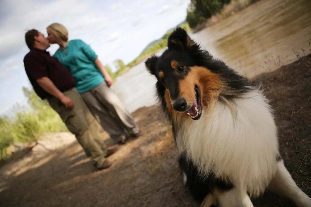 Pets playing in Montana-3467.jpg