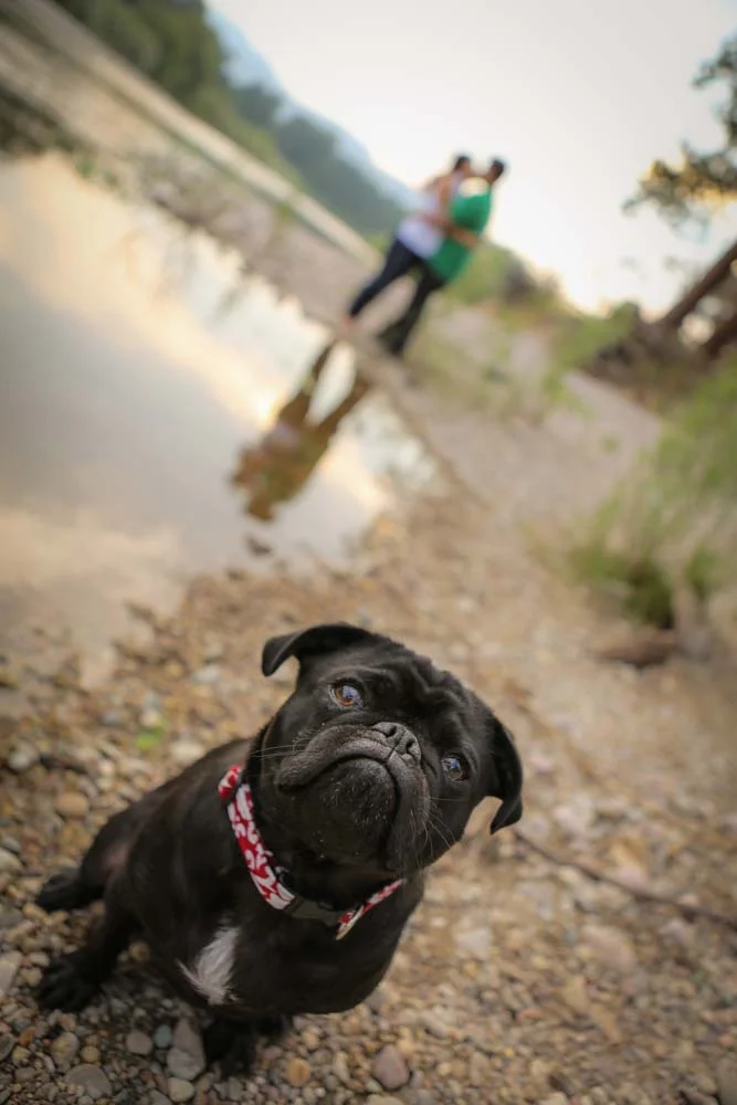 Pets playing in Montana-3580.jpg