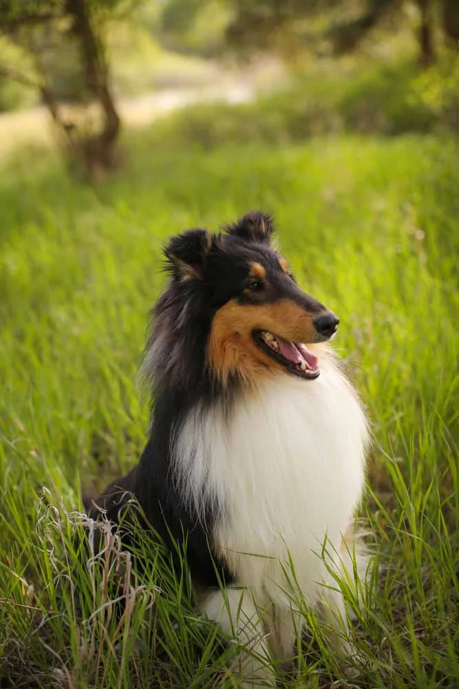 Pets playing in Montana-3867.jpg