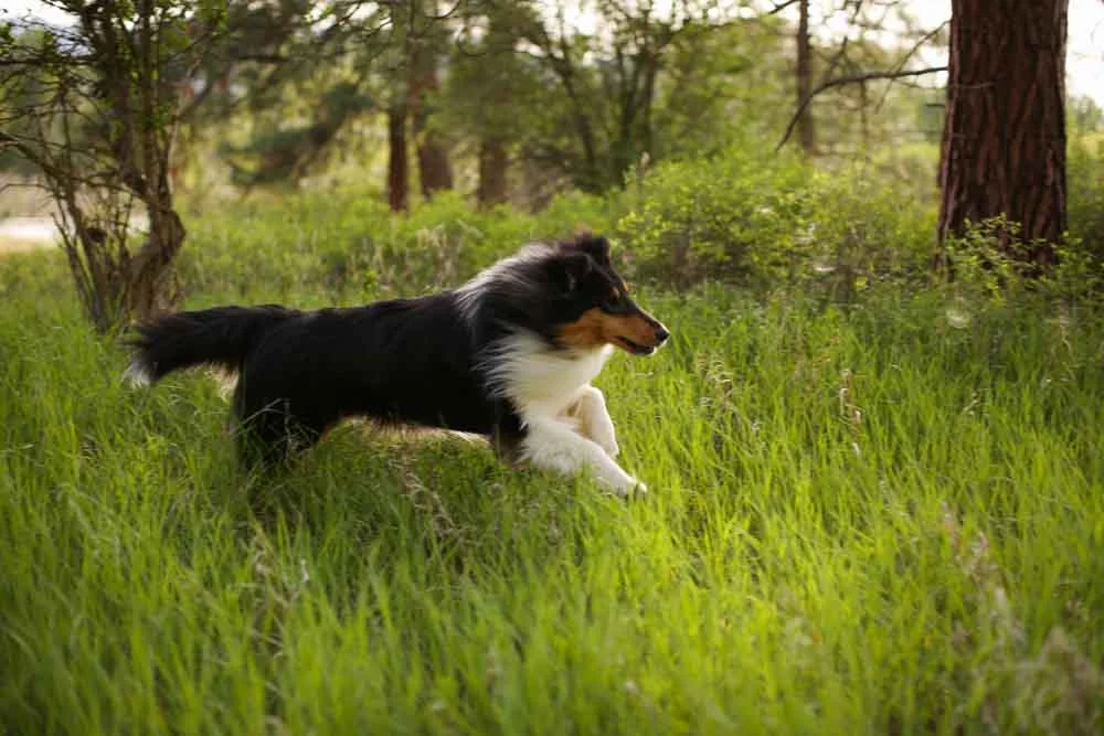 Pets playing in Montana-3927.jpg