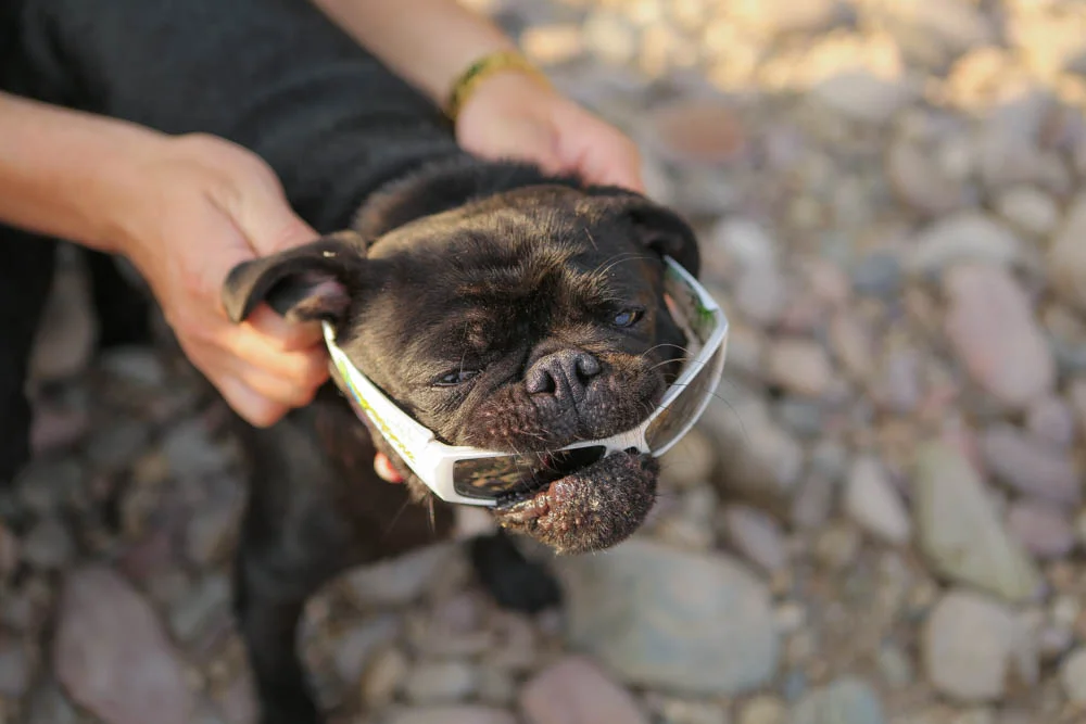 Pets playing in Montana-3998.jpg
