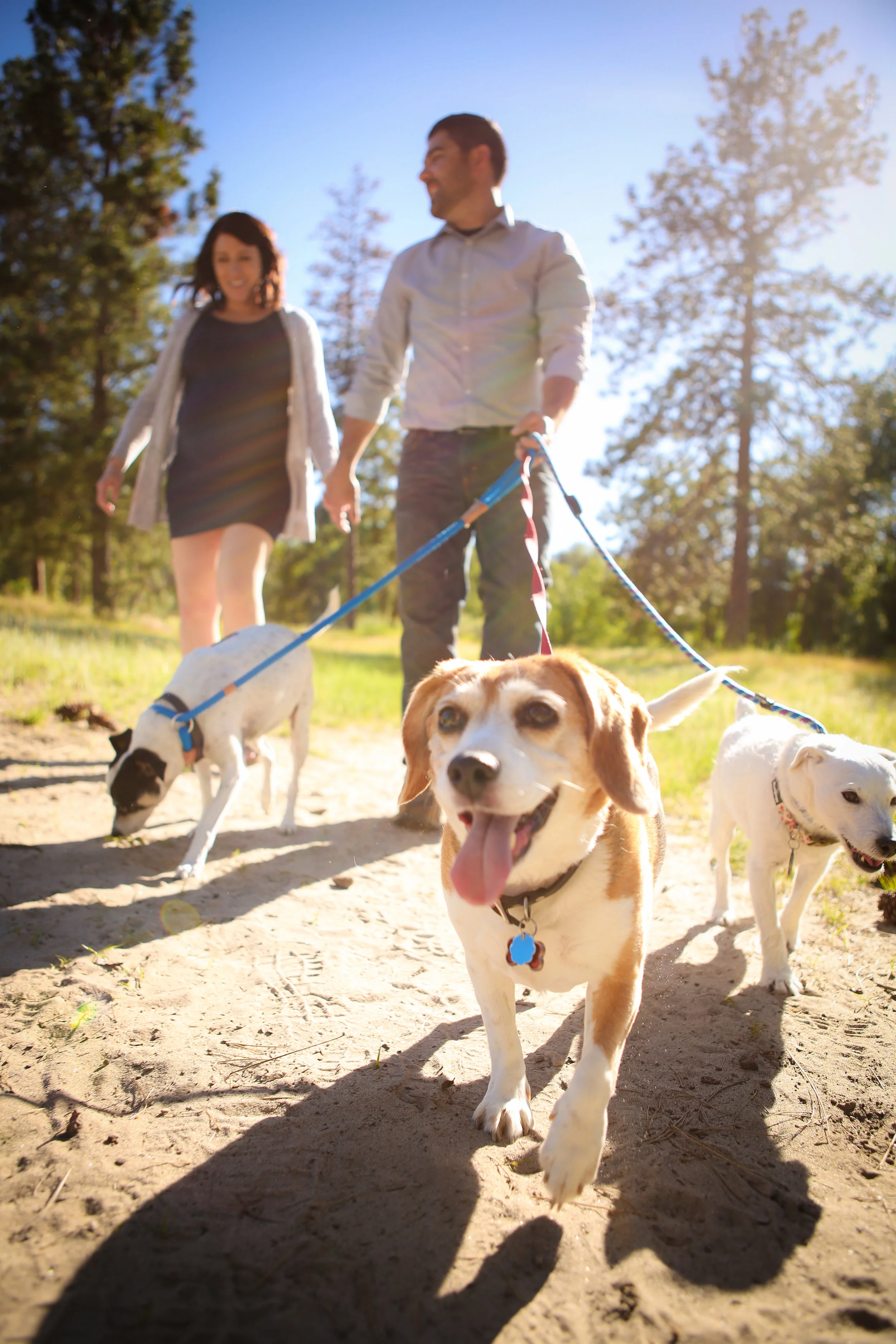 Family portrait of family in Montana dogs walking in grass field at sunset