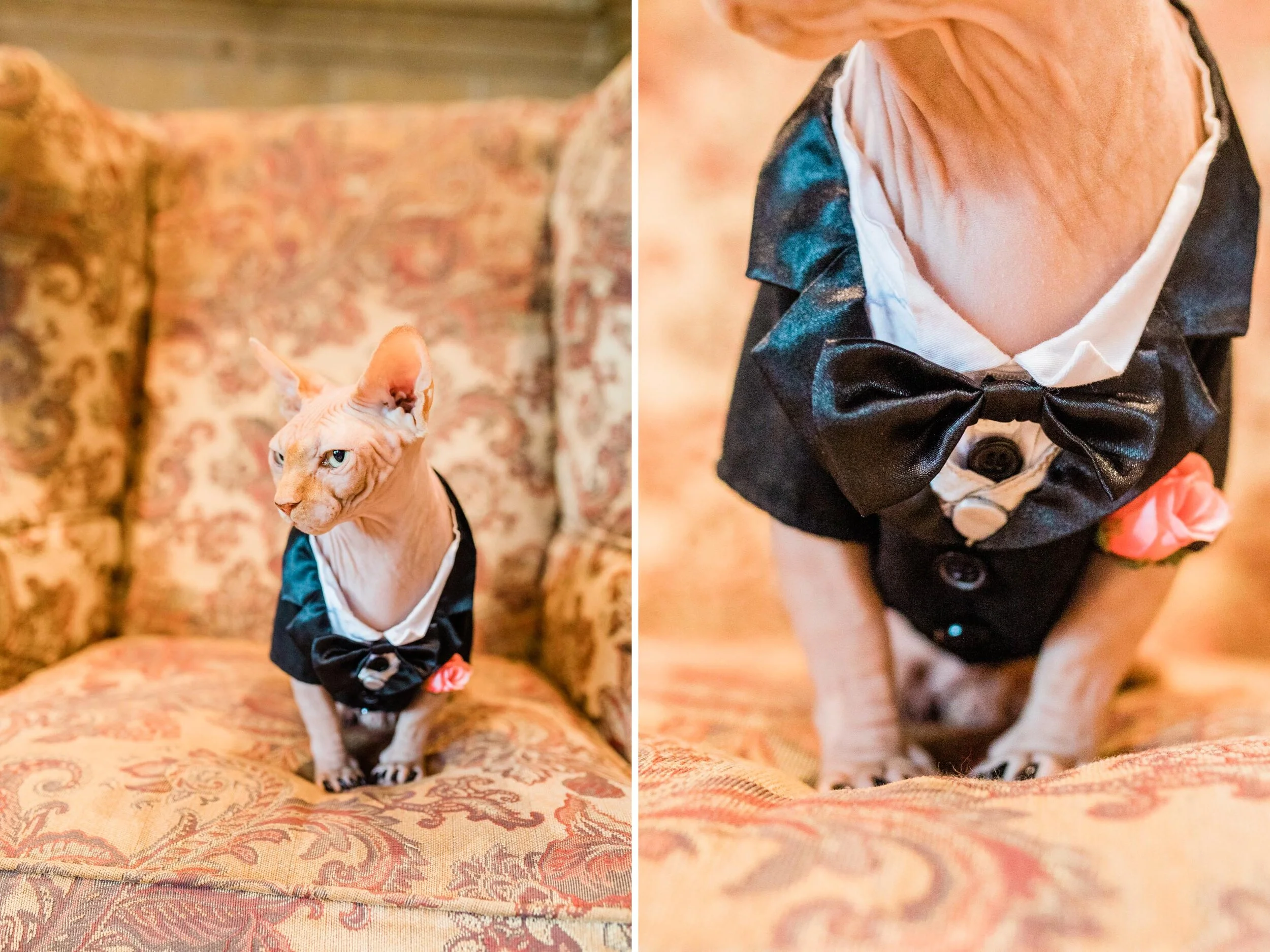 naked cat in a tuxedo.jpg