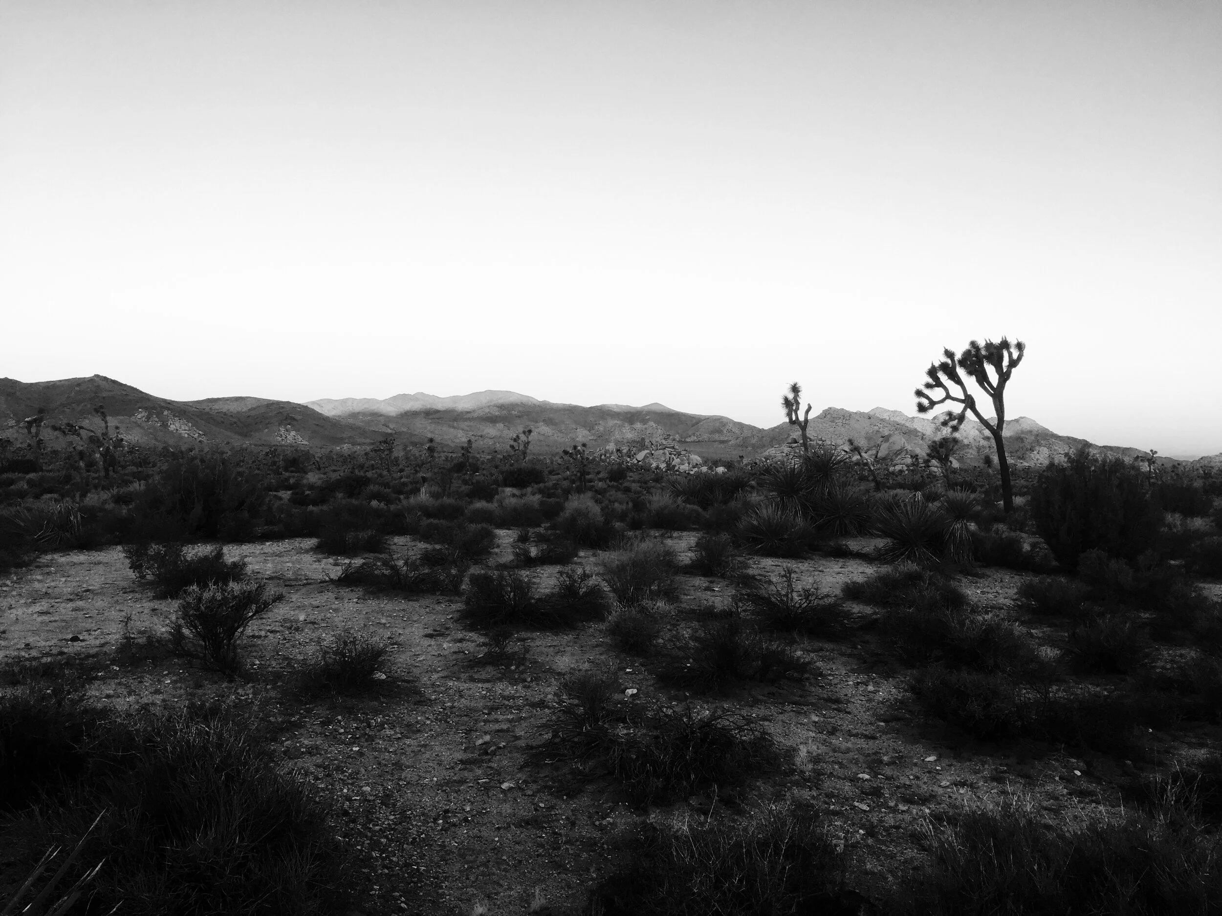 j tree bw.jpg