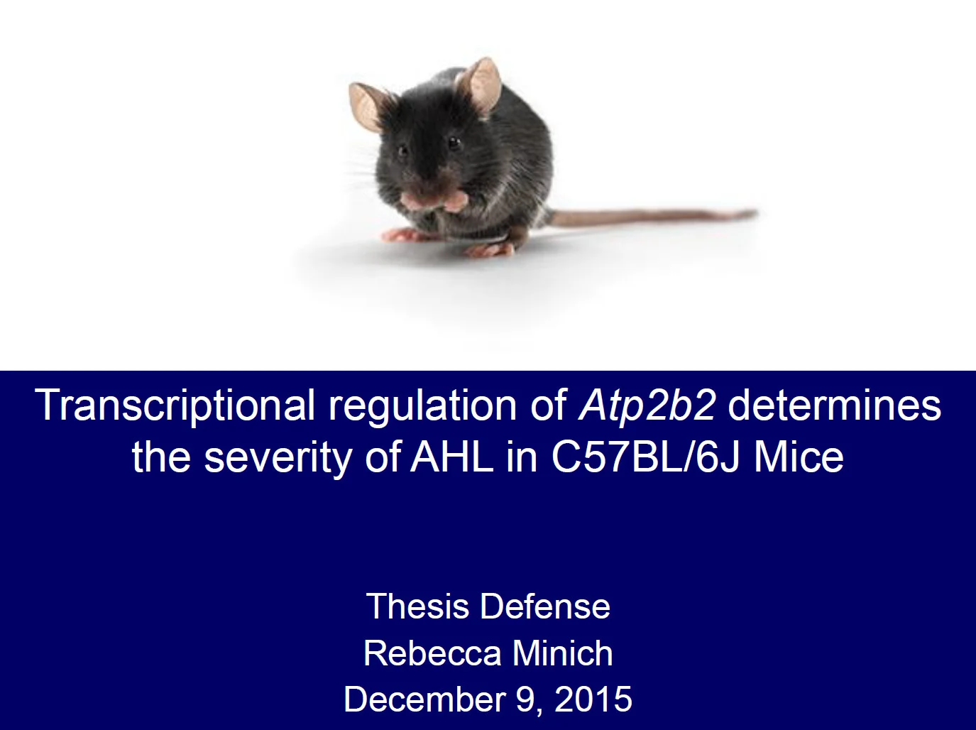 The promoter of Alpha-Atp2b2 was identified. Atp2b2 transcript is misregulated in C57BL/6J mice and long non-coding RNA is upregulated. The auditory system of normal mice is affected by C57BL/6J Atp2b2 gene. Atp2b2 and long non-coding RNA could contribute to age related hearing loss in C57BL/6J mice. 